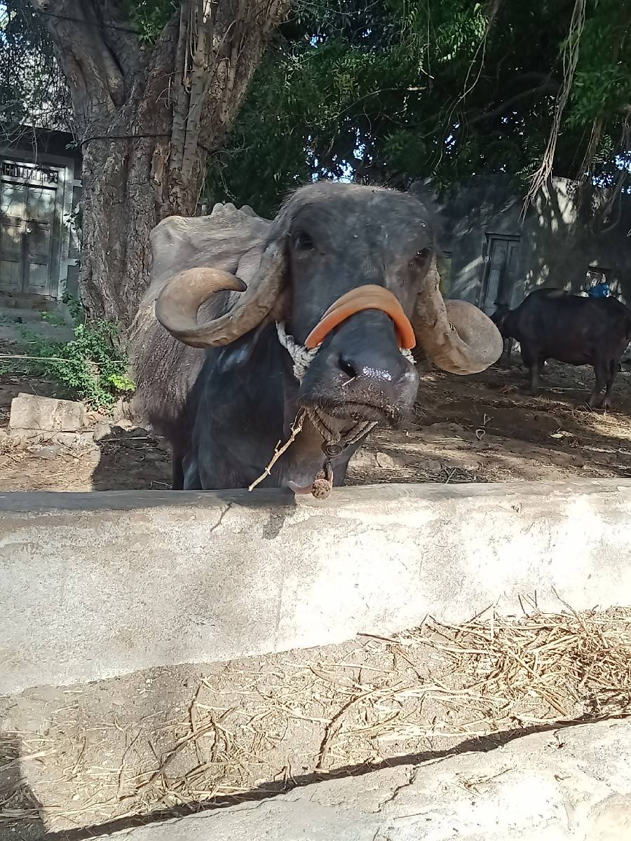 વેતર માં 1