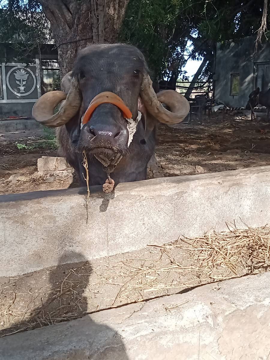વેતર માં 1