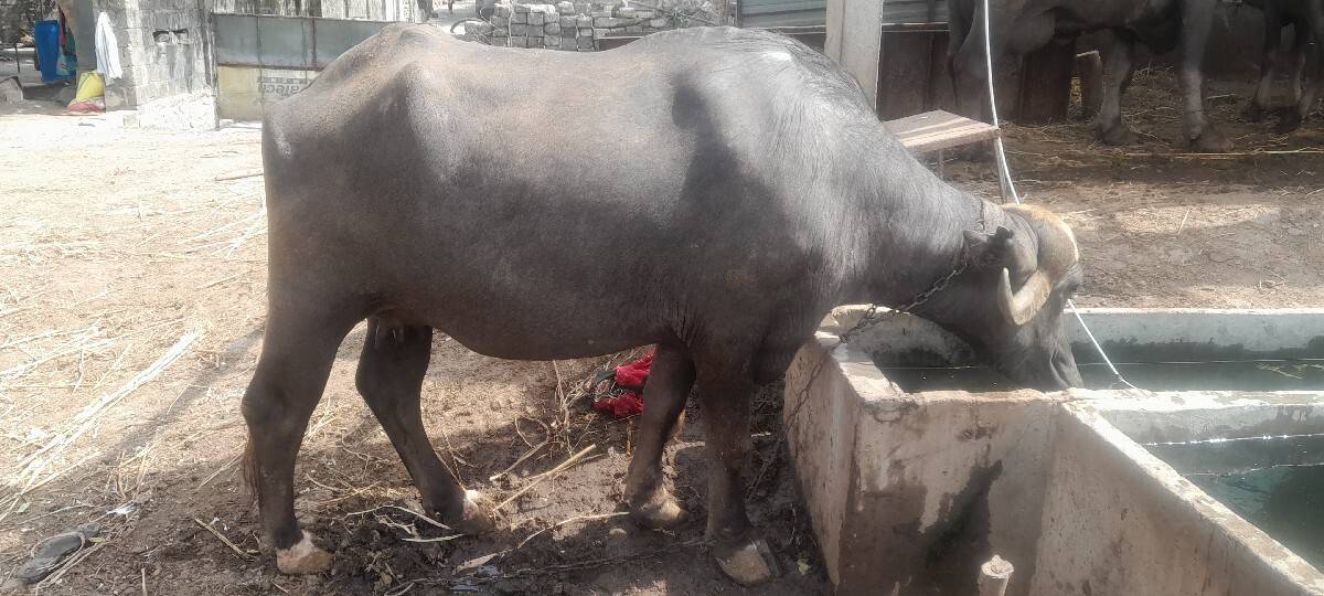 પેલા વેતર મા ભેશ વેશવાની છે