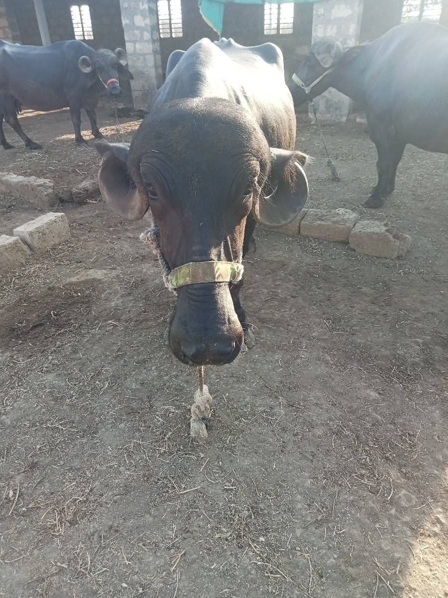 ભેંશ વેચવાની છે
