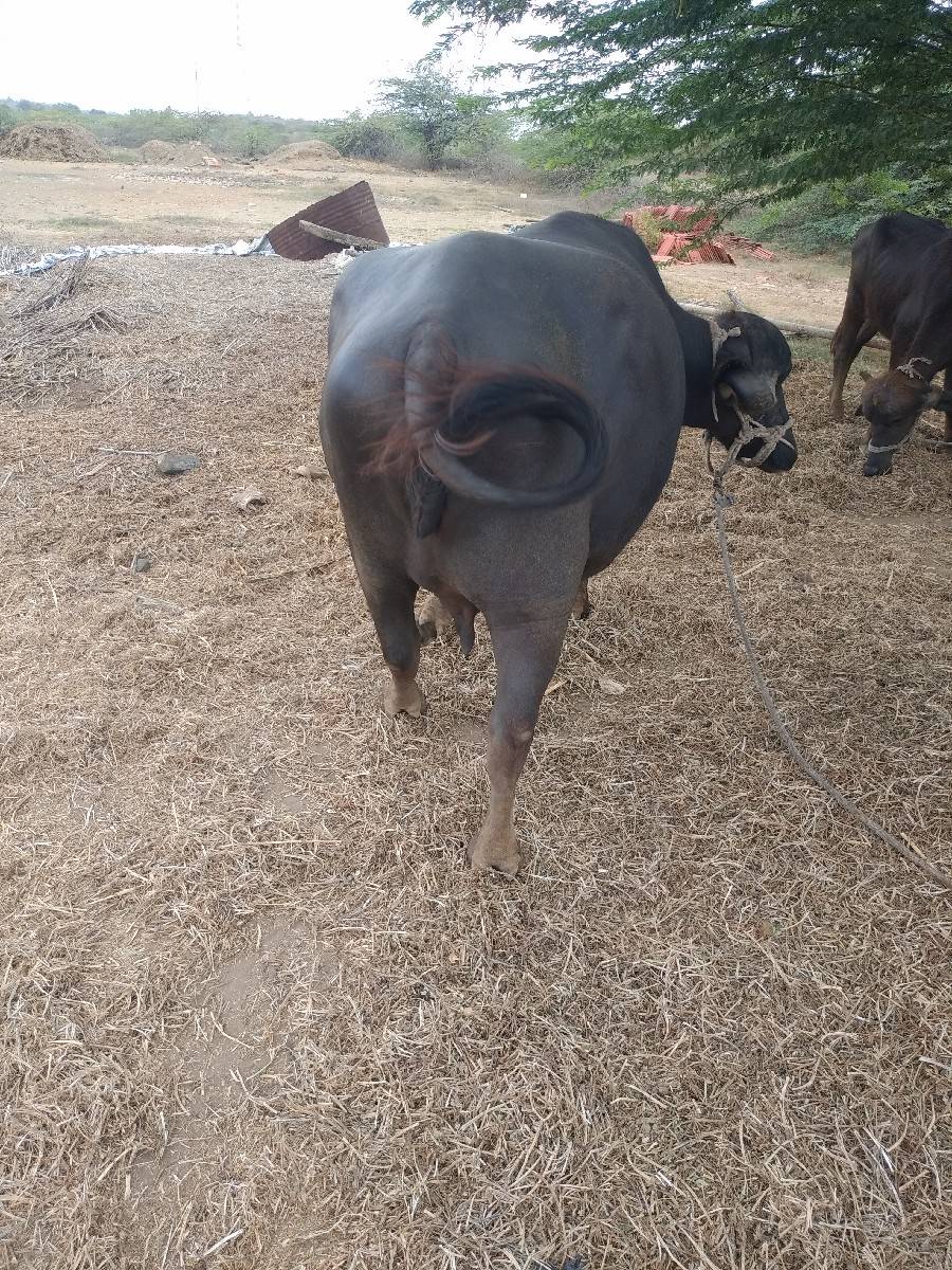 ભેંસ વેચવાની સે