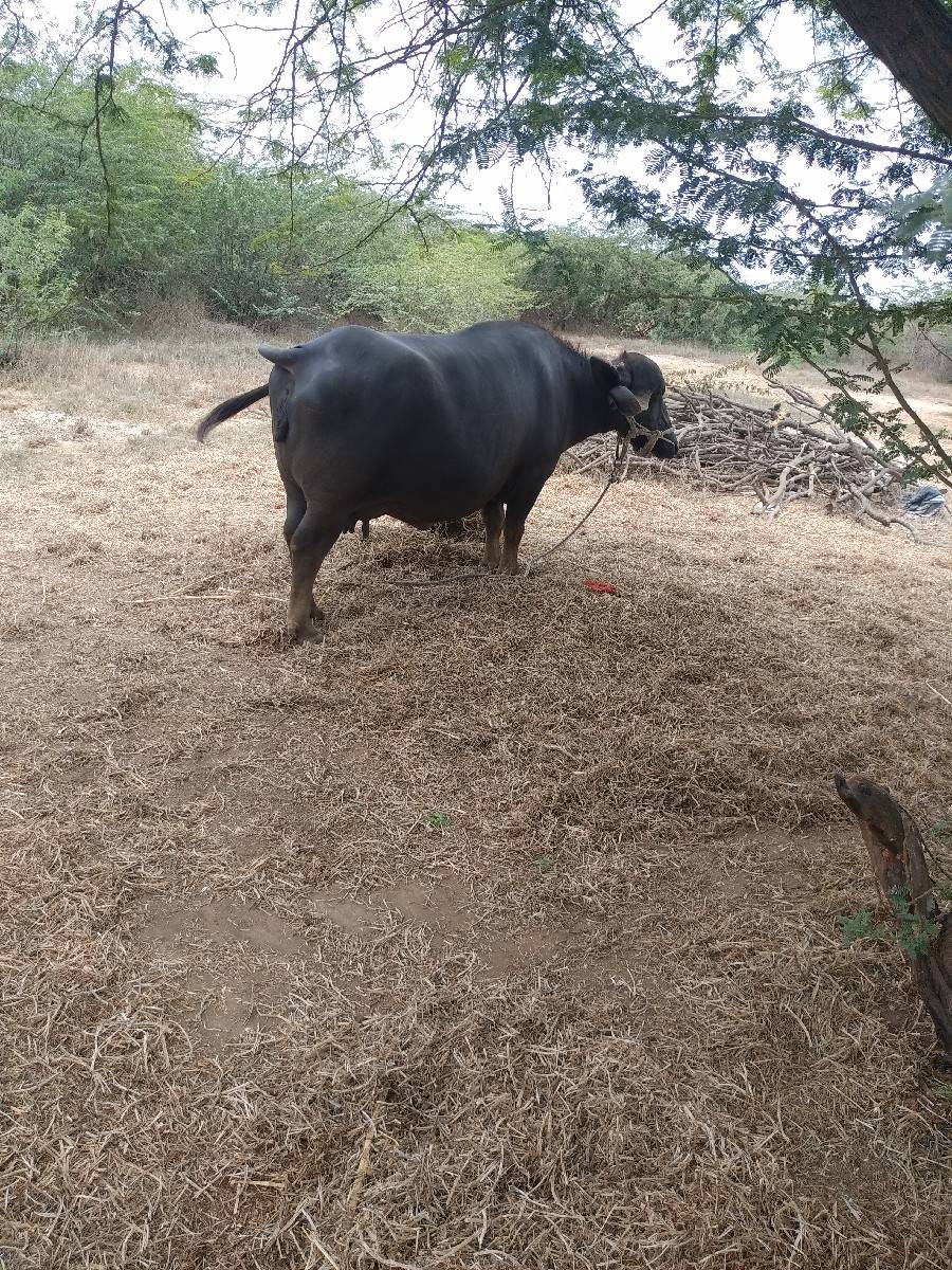 ભેંસ વેચવાની સે