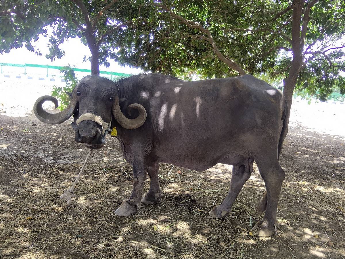 ભૅસ વેચવાની છે