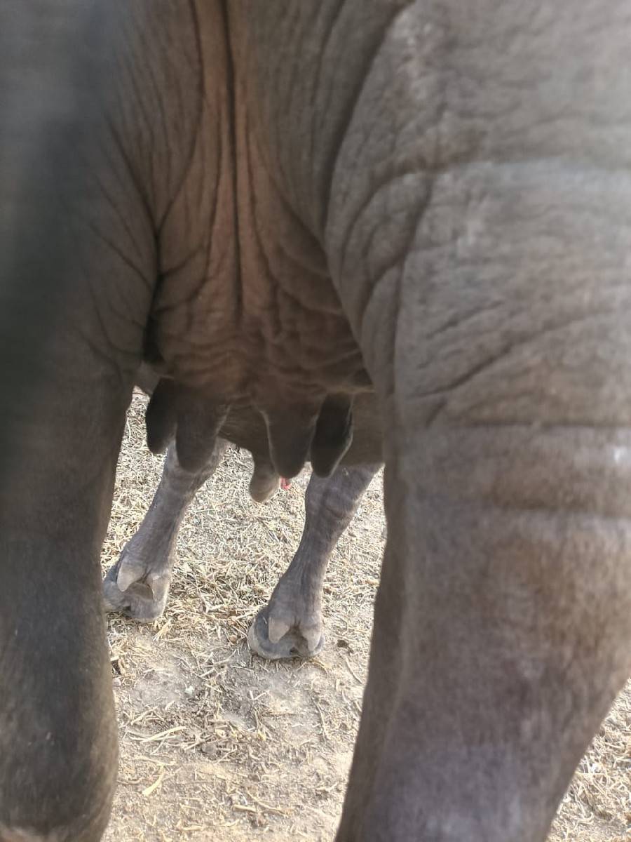 ખડેલી,વેચવાની,છે,