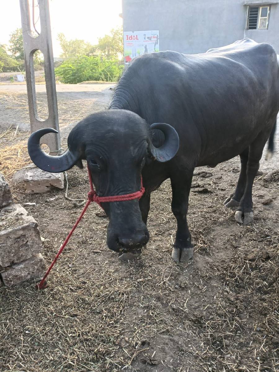 ખડેલી,વેચવાની,છે,