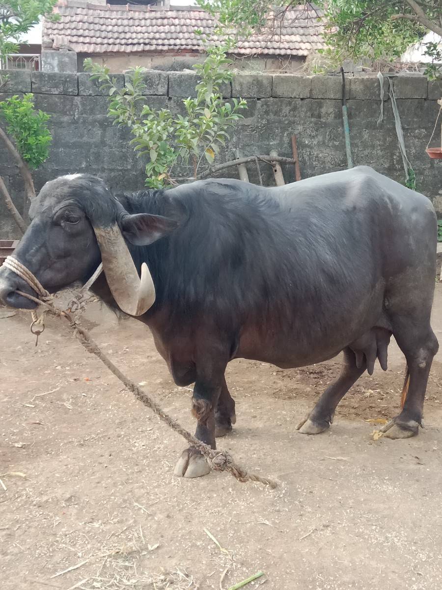 ભેંસ વેચવાની છે