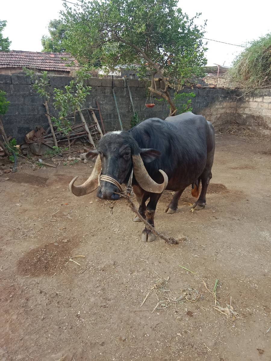 ભેંસ વેચવાની છે