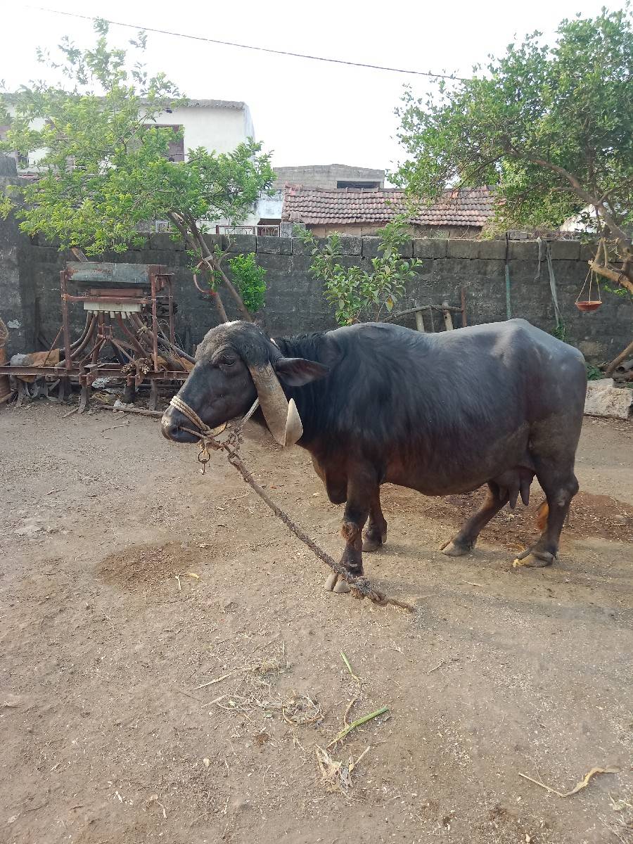 ભેંસ વેચવાની છે