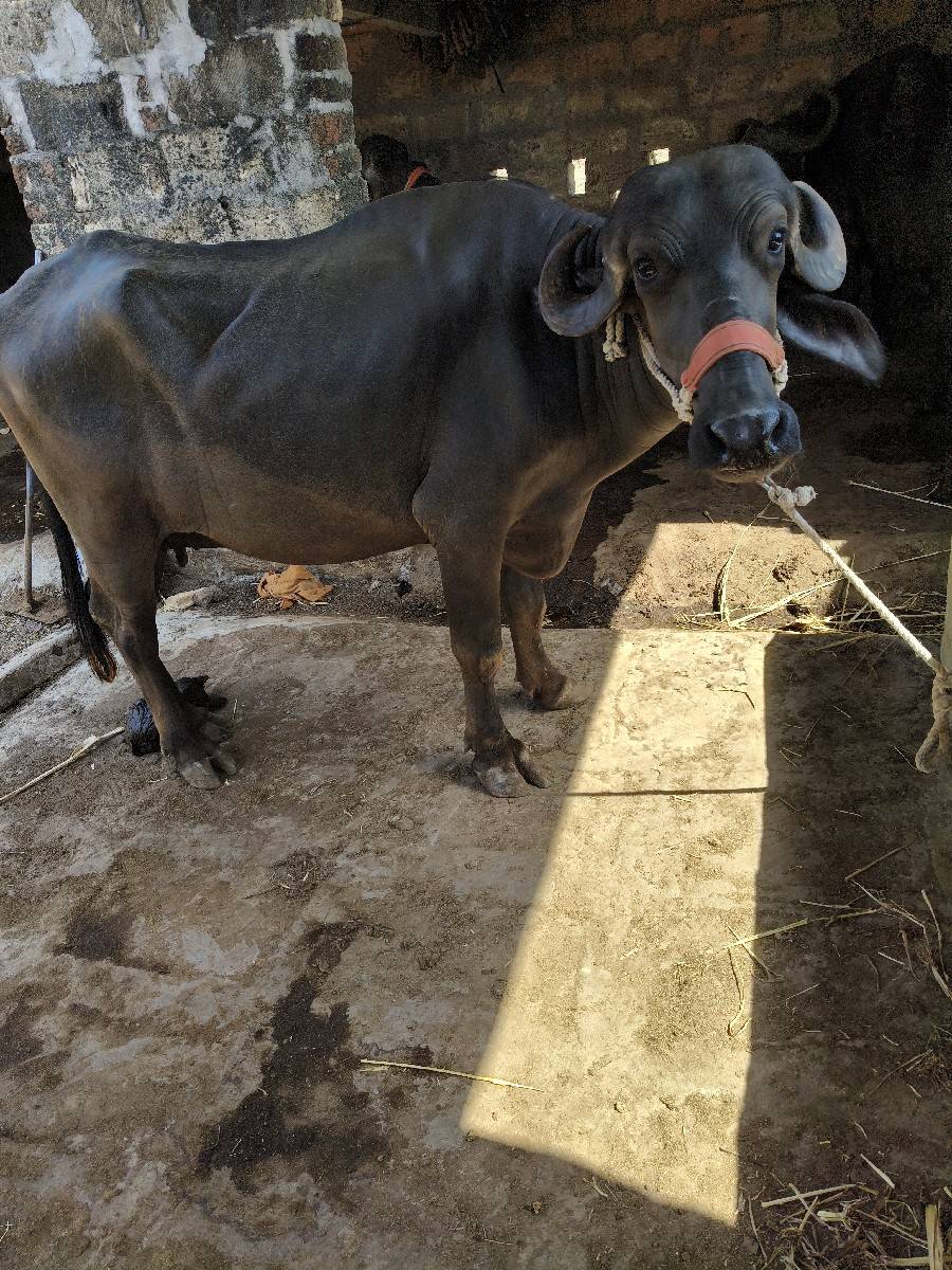 ભેંશ