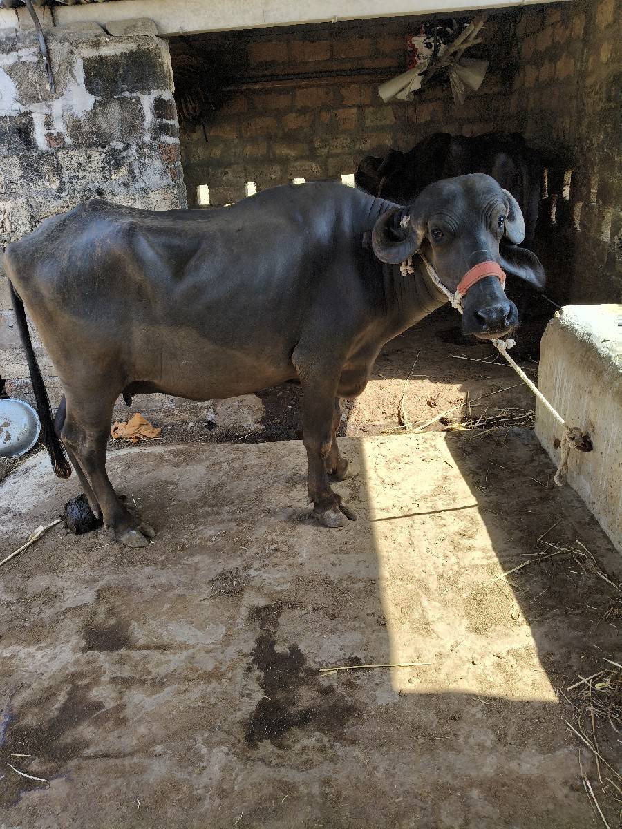 ભેંશ
