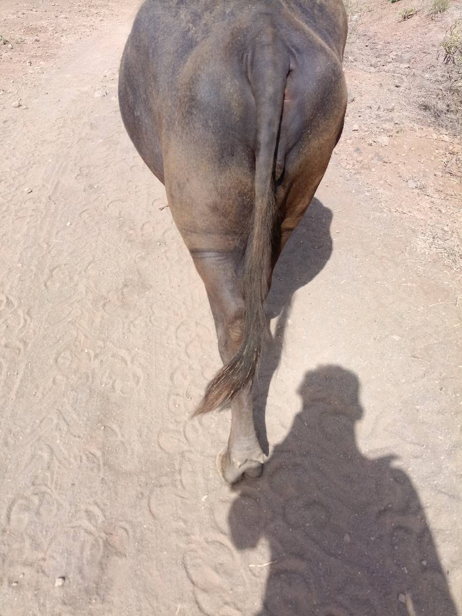 ખડેલી વેચવાની છે