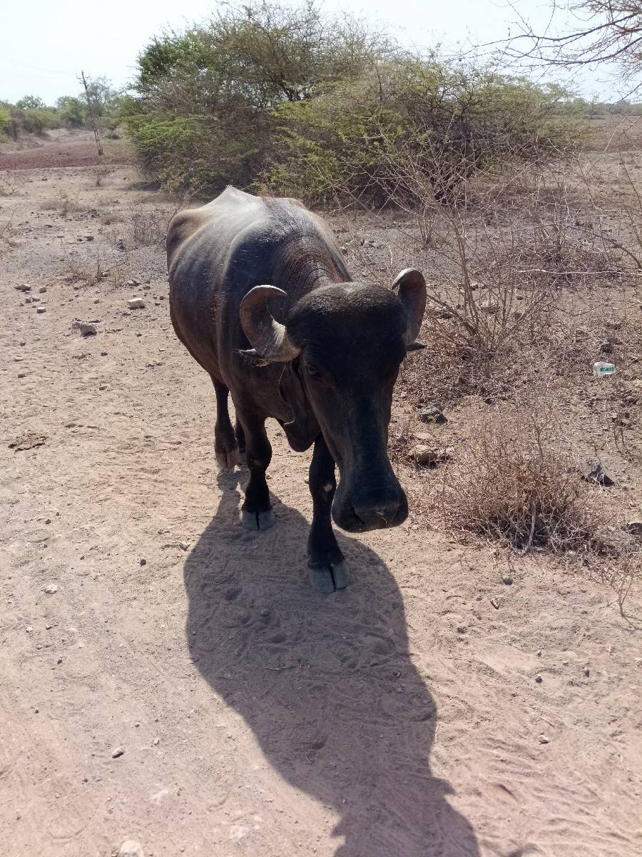 ખડેલી વેચવાની છે