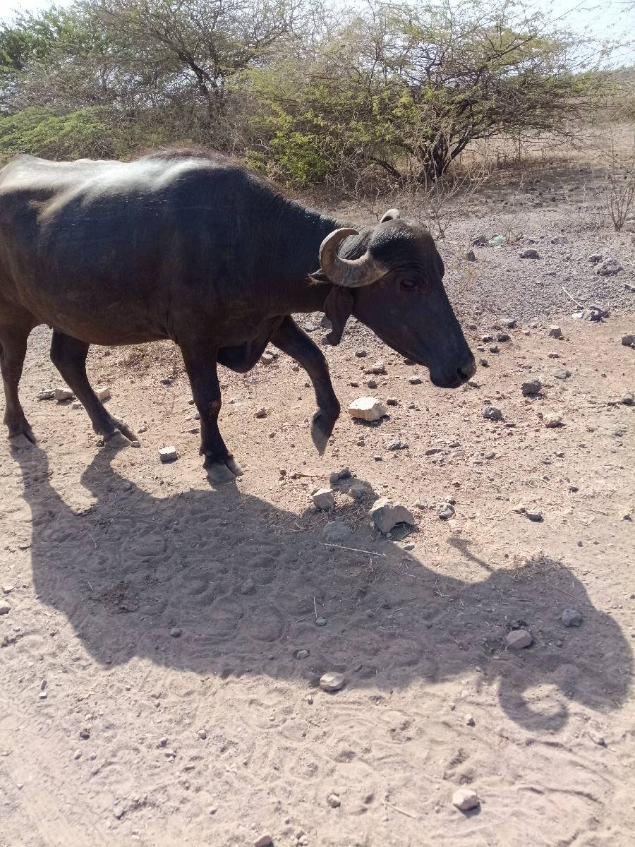ખડેલી વેચવાની છે
