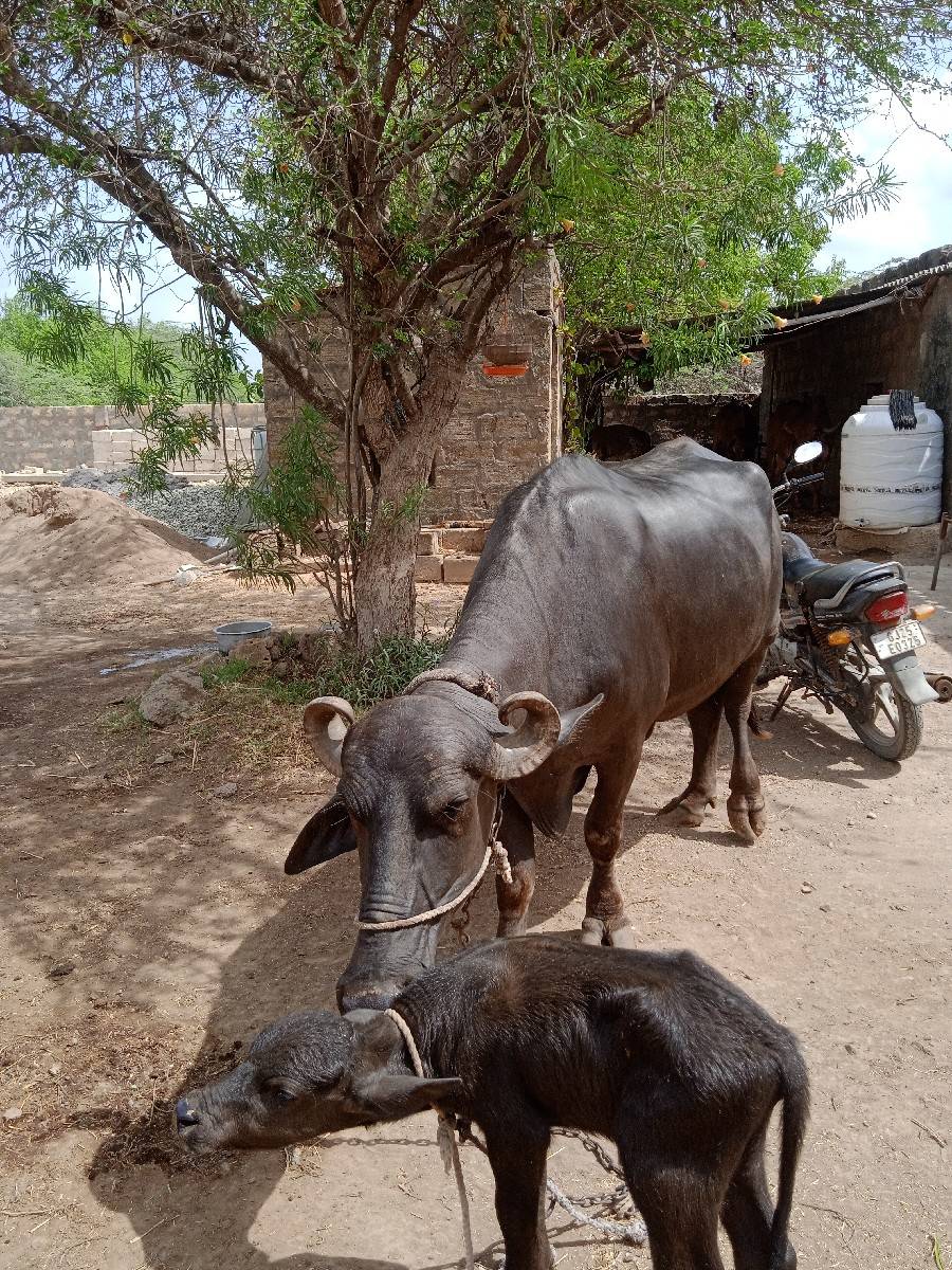 ભેશ વેચવાની છે