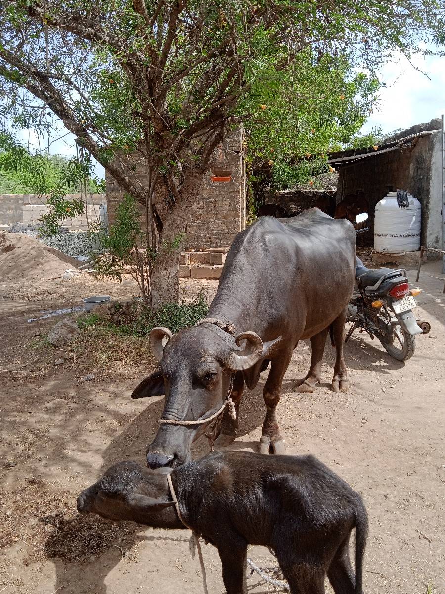 ભેશ વેચવાની છે
