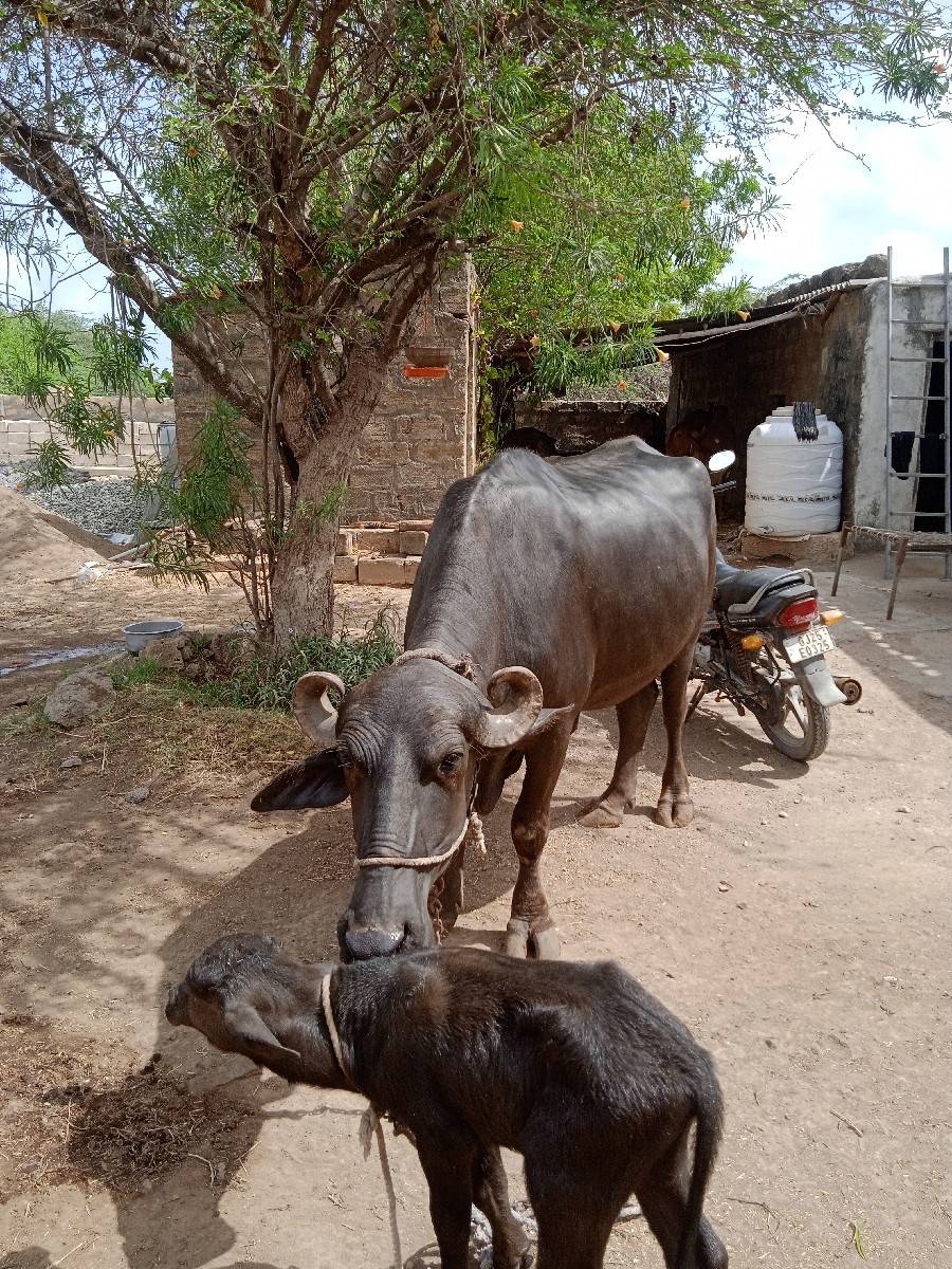 ભેશ વેચવાની છે