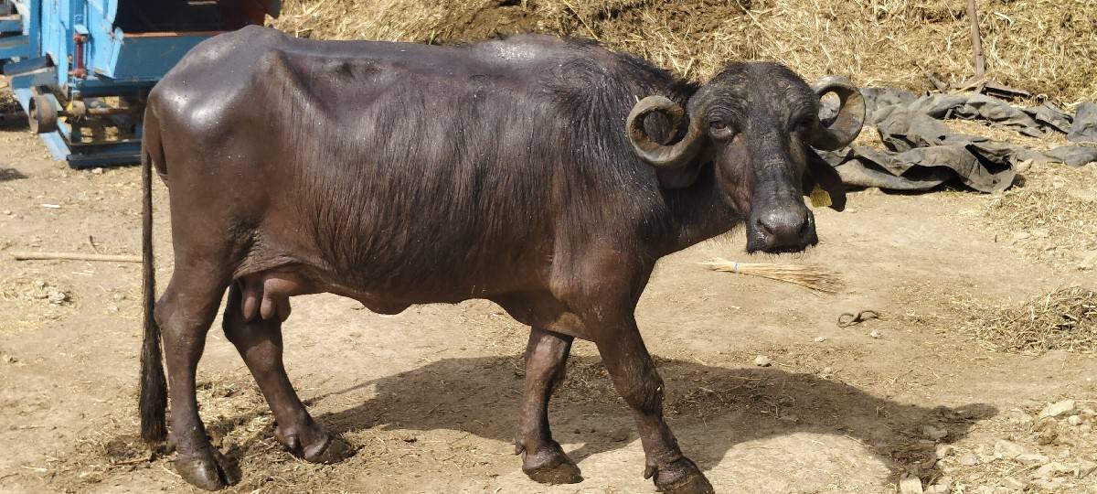 ભેંસ વેચવાની છે
