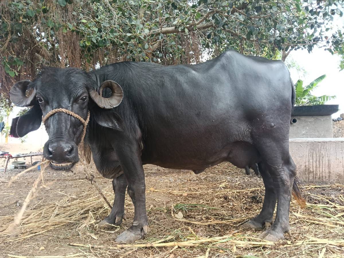 3 વેતર વ્યાસે
