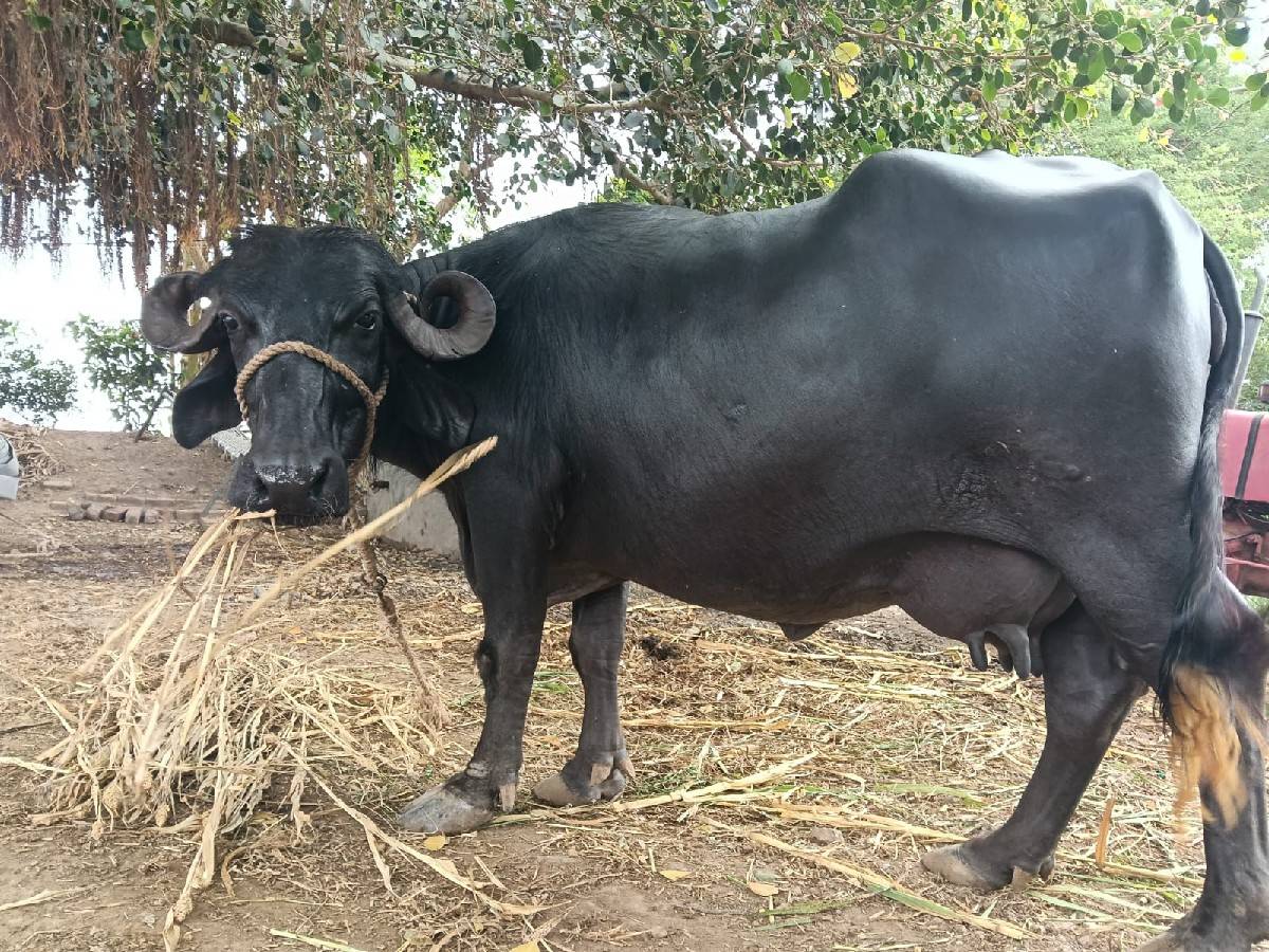 3 વેતર વ્યાસે