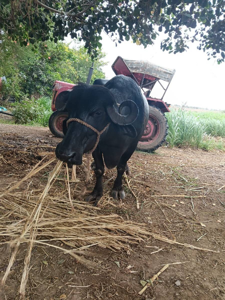 3 વેતર વ્યાસે