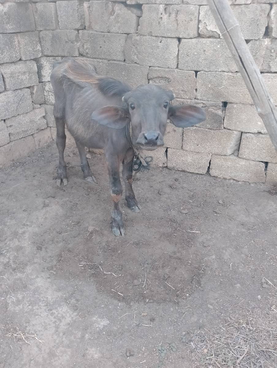 ખડેલિયું.વેચવા ની છે