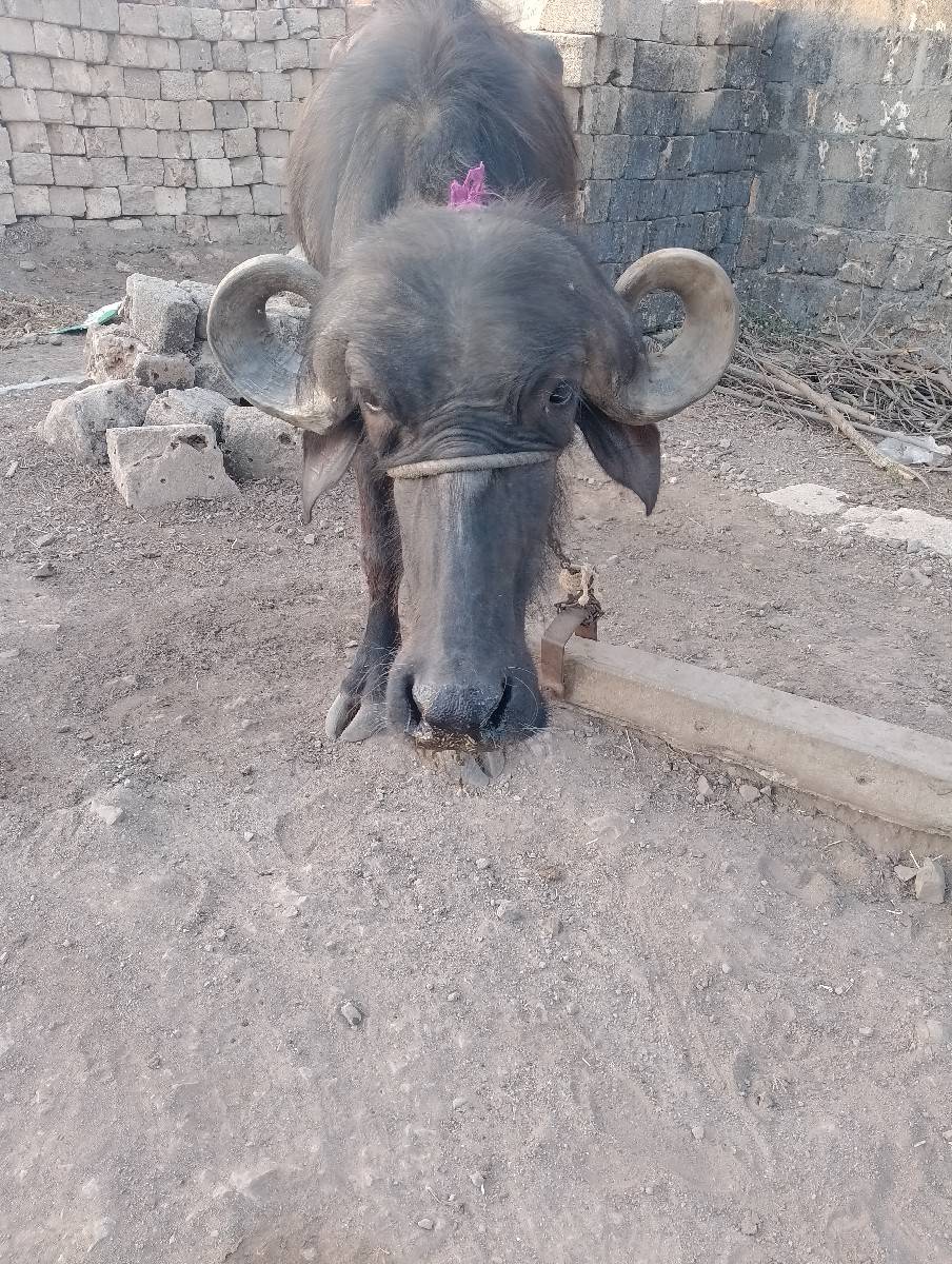 ખડેલિયું.વેચવા ની છે