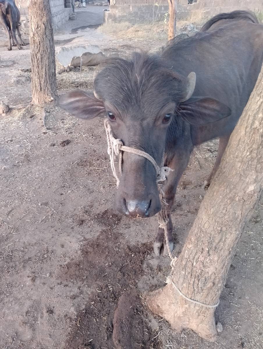 ખડેલિયું.વેચવા ની છે