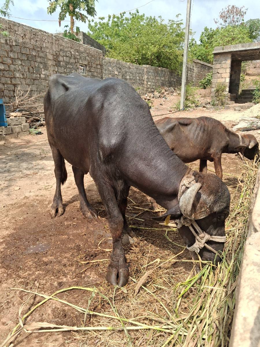 પાડો વેચવાનો છે