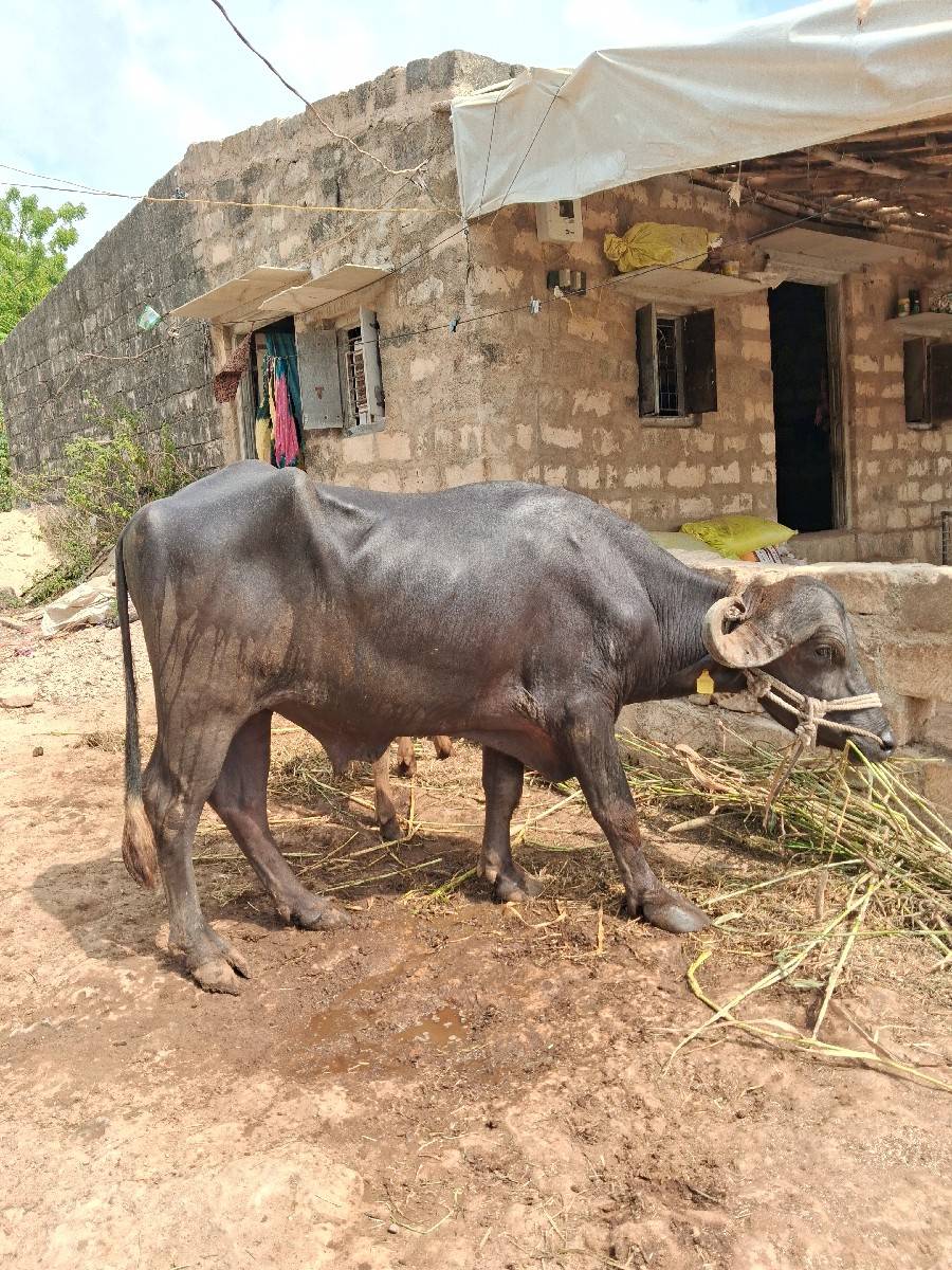 પાડો વેચવાનો છે