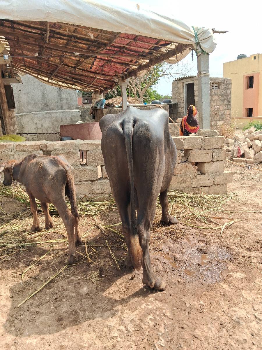 પાડો વેચવાનો છે