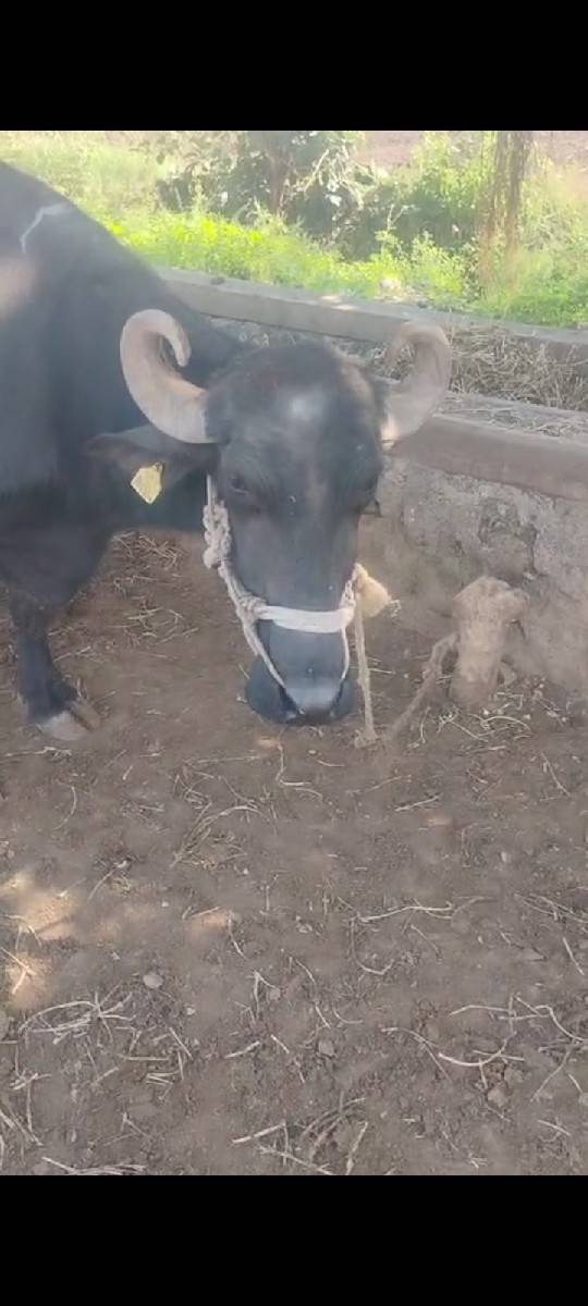 2 ભેંસ વેચવાની છે