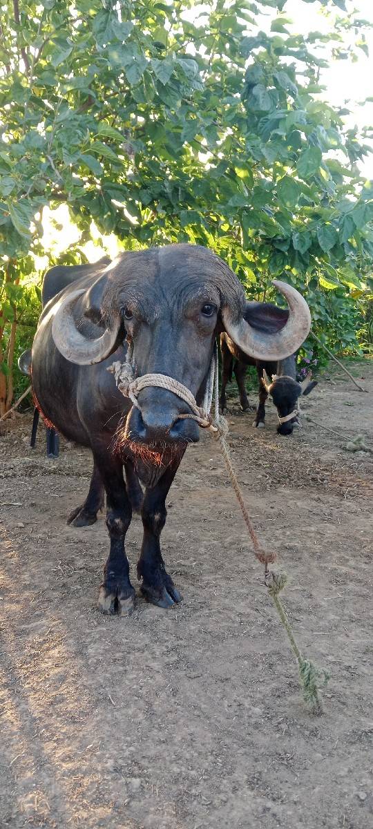 ભેંસ વેચવાની છે