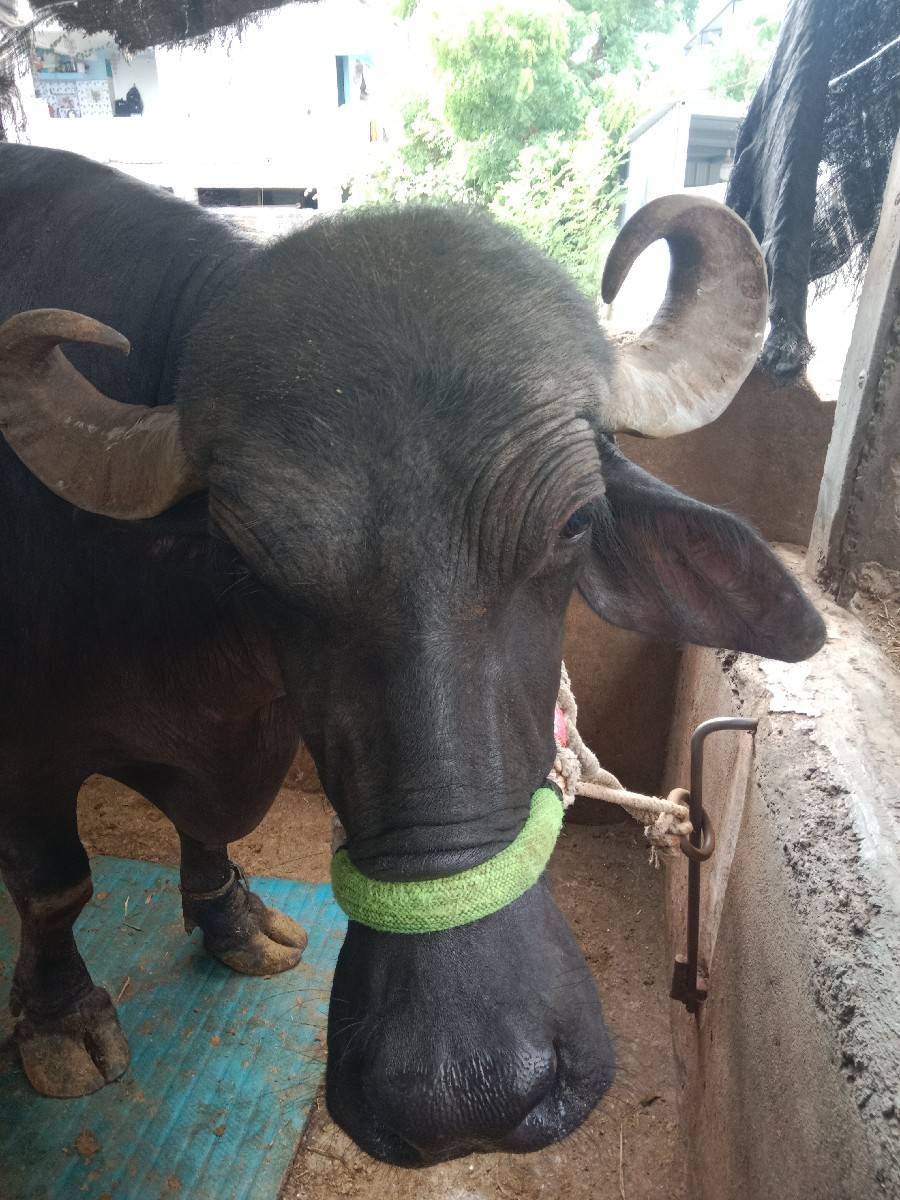 ભેંસ વેચવાની છે.