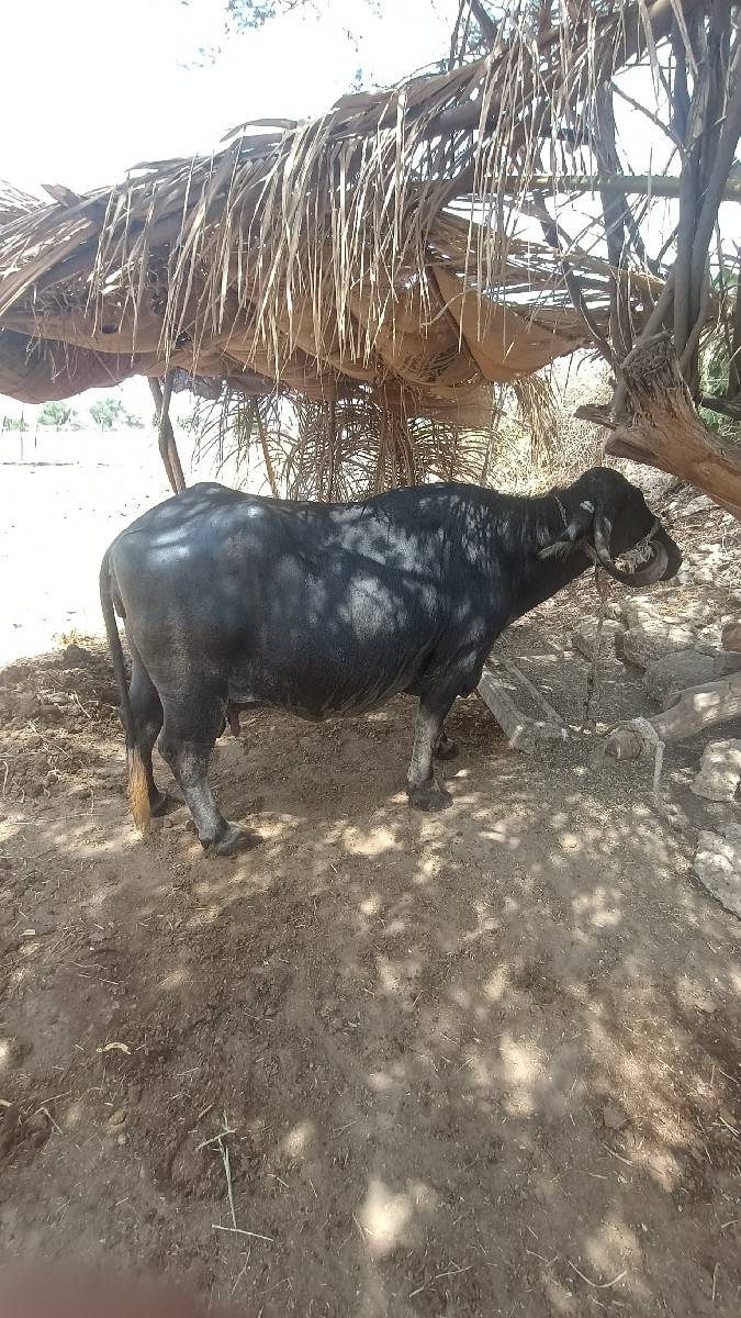 ભેંસ વેચવાની છે