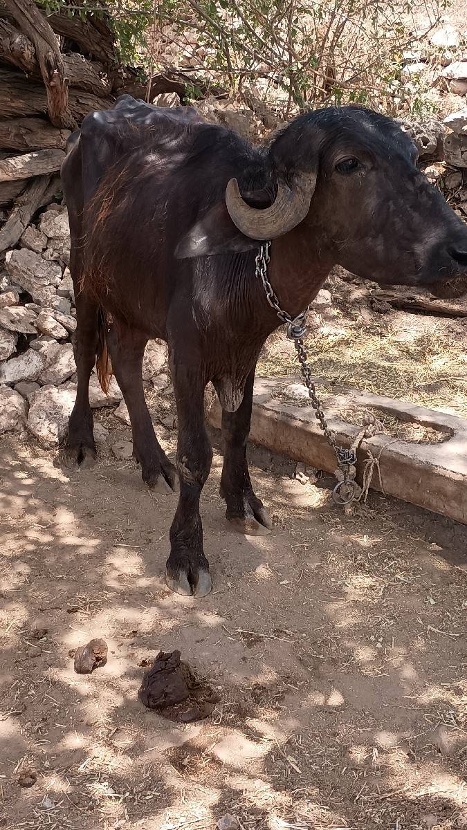 ભેંસ વેચવાની છે