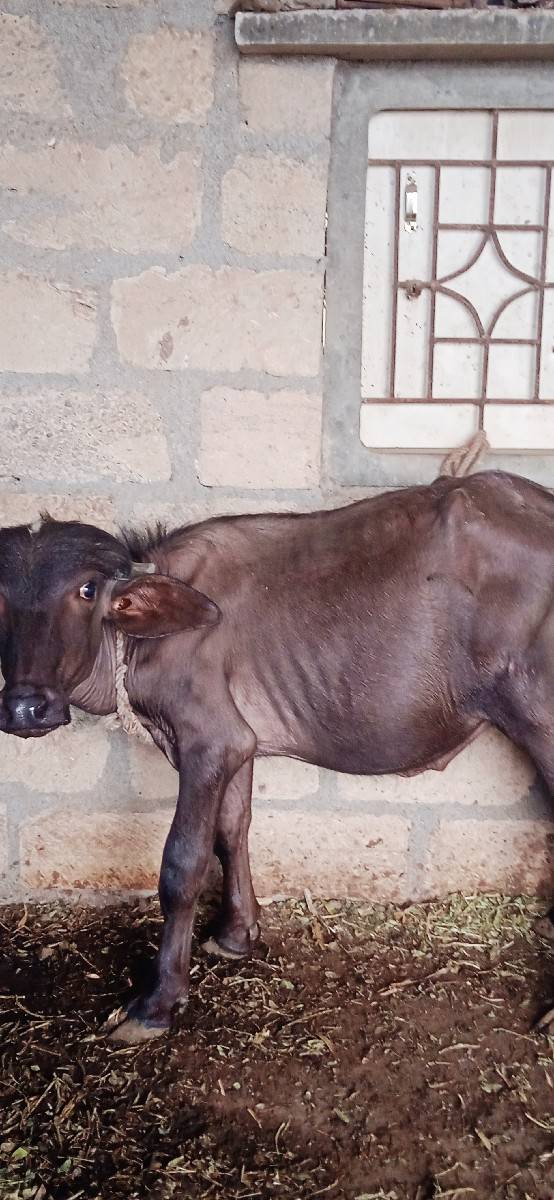 પાડો વેચવાનો છે