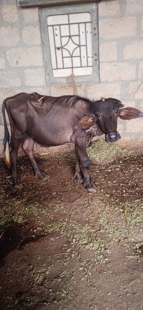પાડો વેચવાનો છે