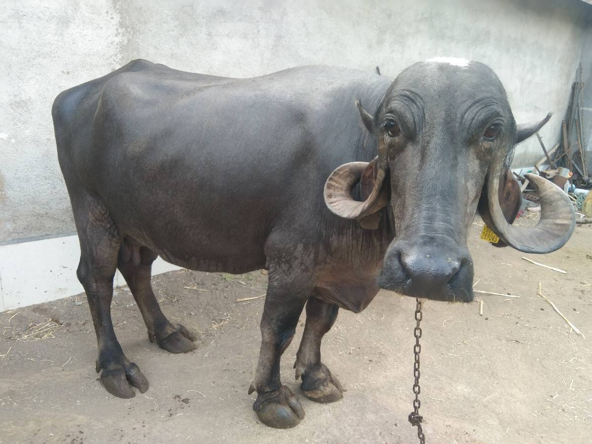 ભેંસ વેચવાની સે બીજું વેતર