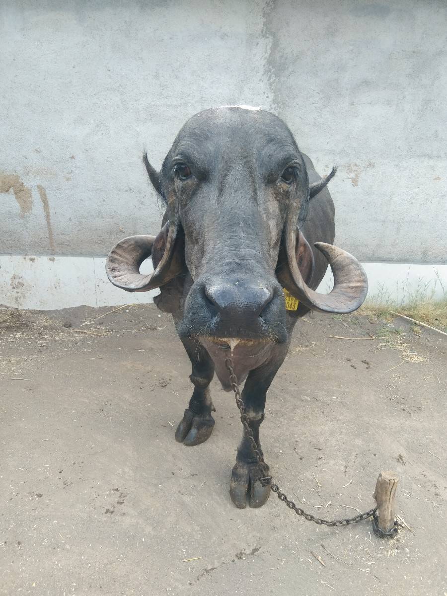 ભેંસ વેચવાની સે બીજું વેતર
