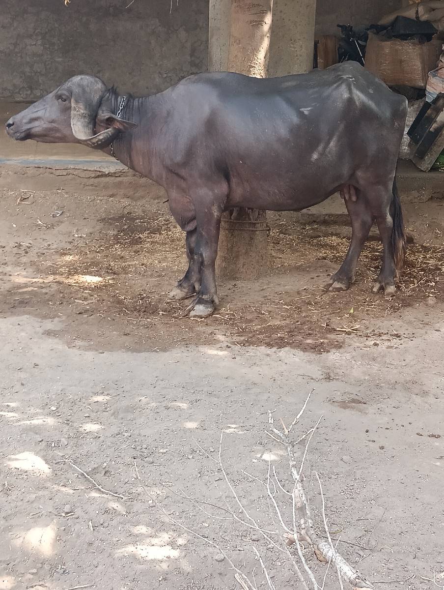 ખડેલી વેચવાની છે