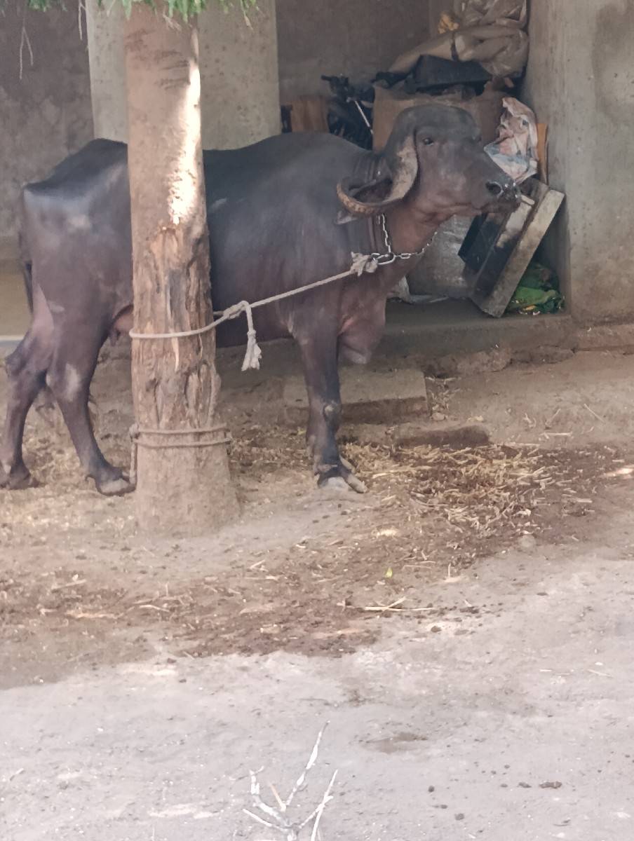 ખડેલી વેચવાની છે