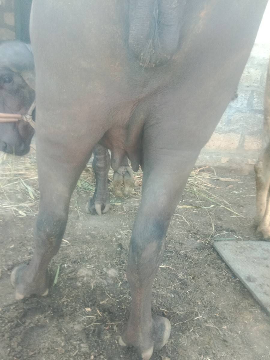 ભેંસ વેચવાની છે