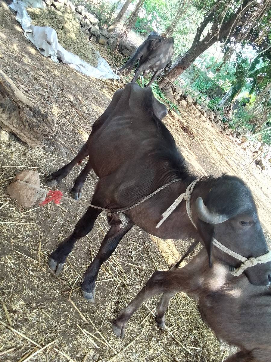 padi veshvani se