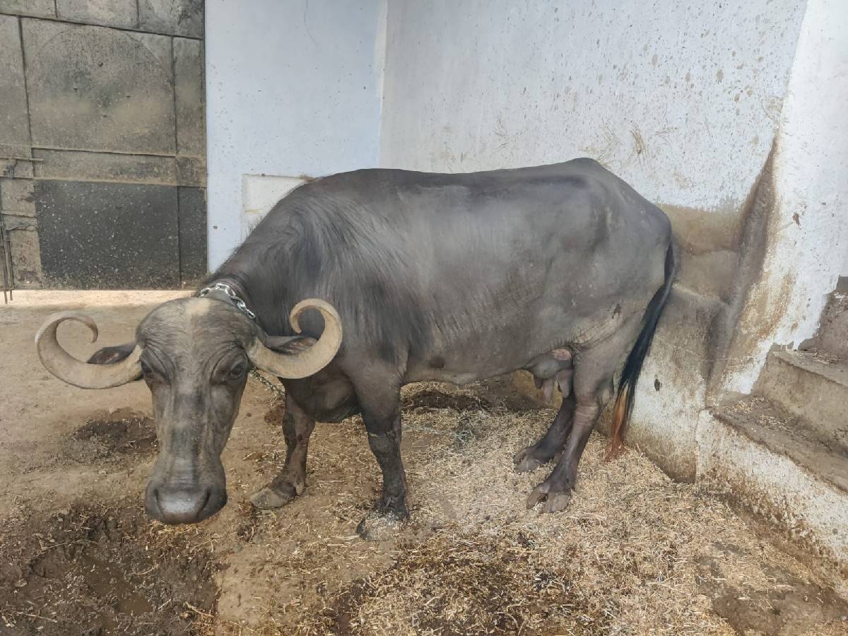 ભેંસ વેચવાની છે