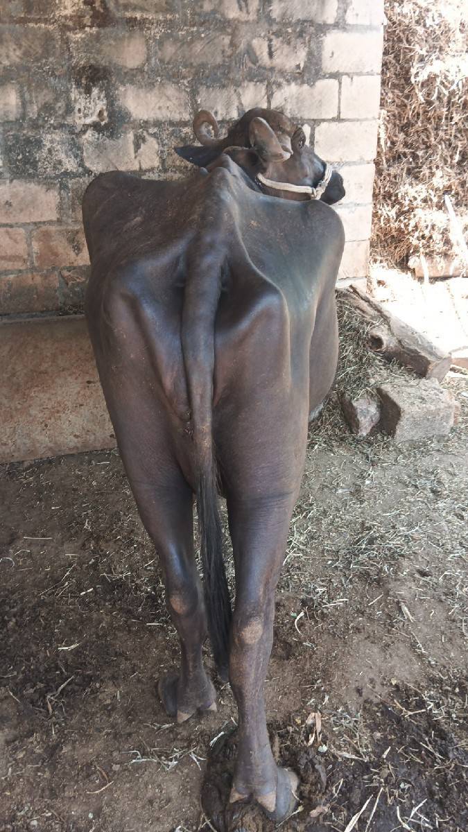 વેચાણ