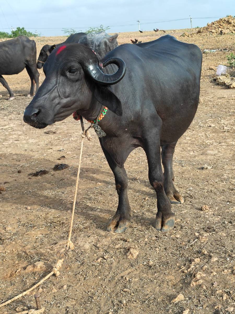 ખડેલી