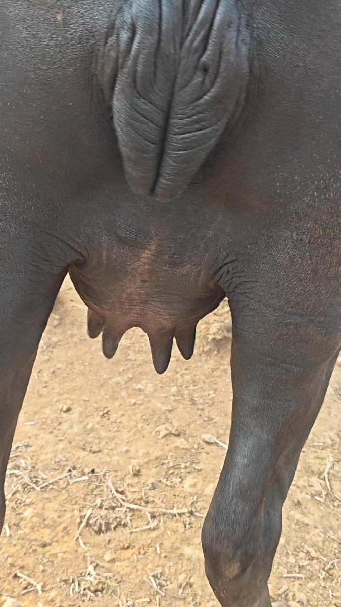 ખડેલી