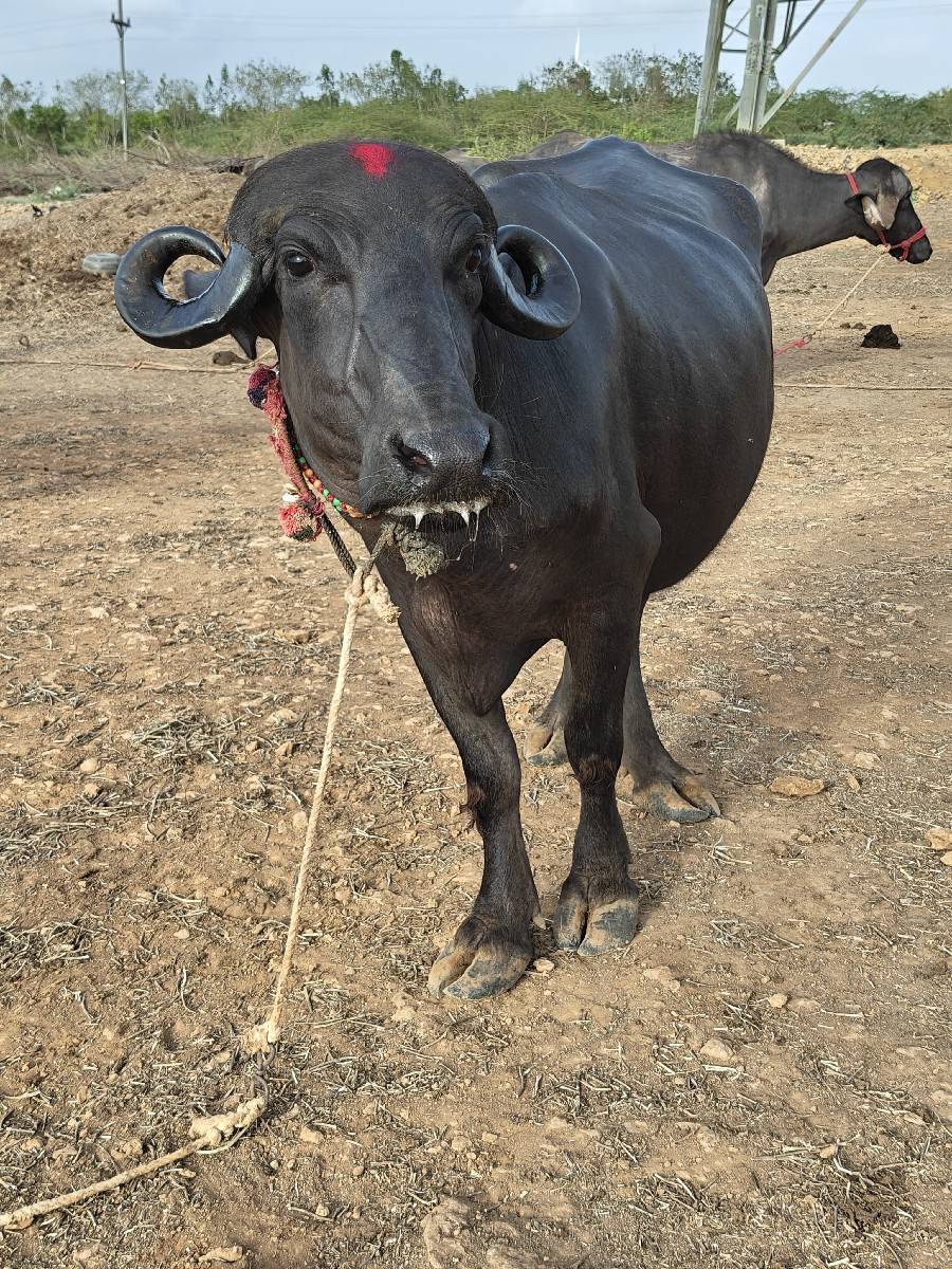 ખડેલી