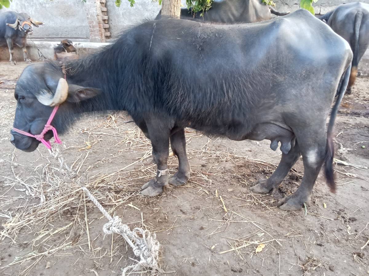 ભેંસ વેચવાની છે