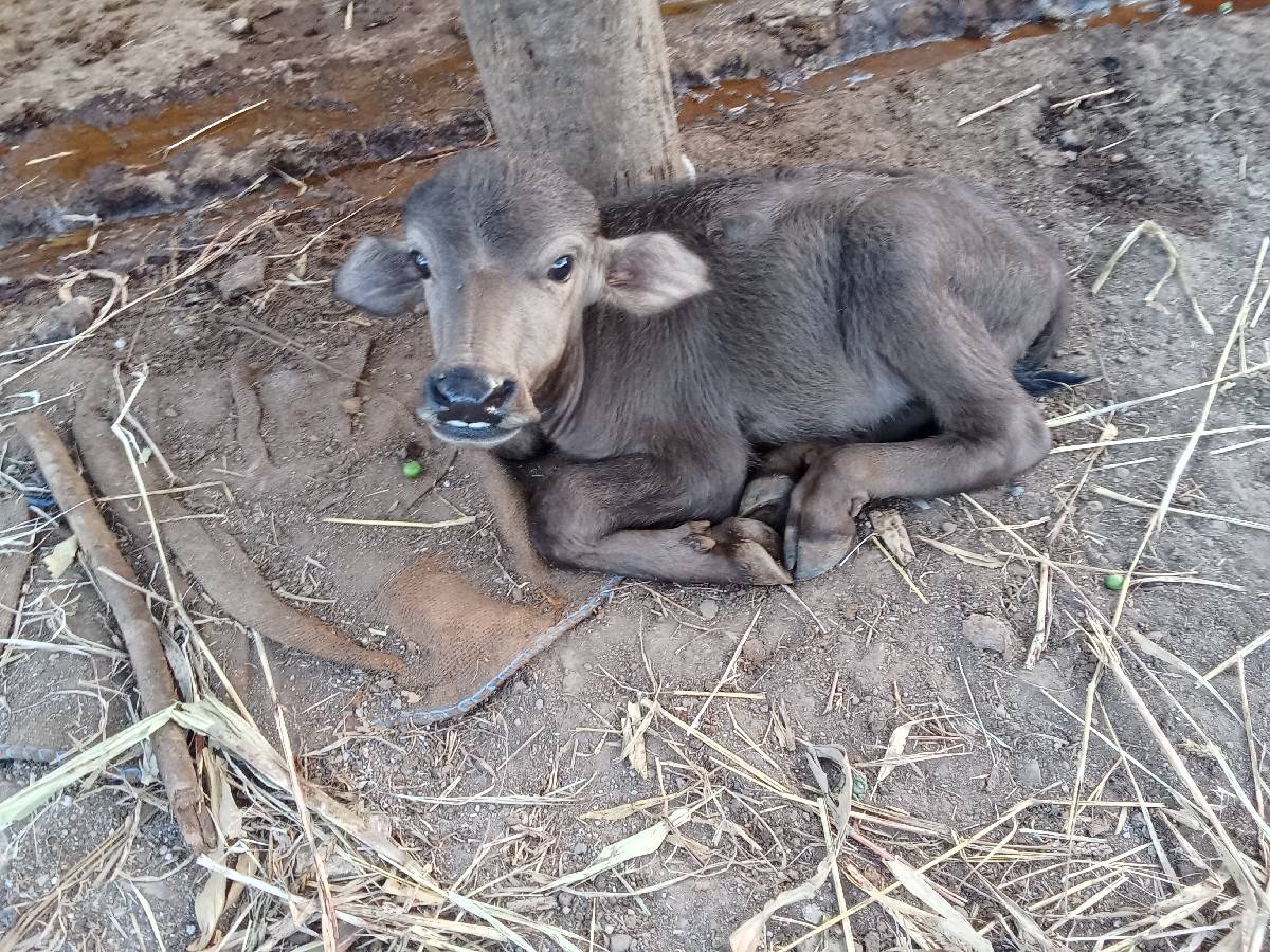 ભેંસ વેચવાની છે